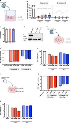 Effects of immunophilin inhibitors and non-immunosuppressive analogs on coronavirus replication in human infection models